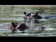 Hippos 2 1098